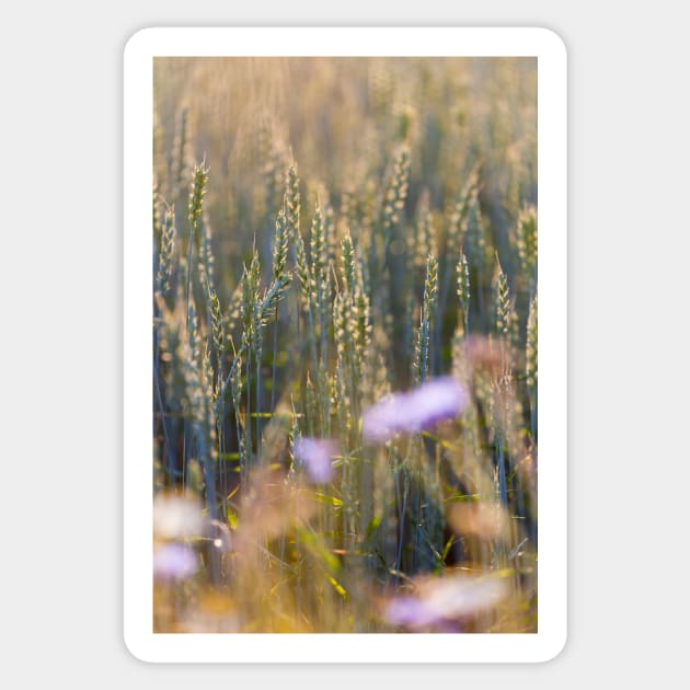 Common Wheat Sticker by ansaharju